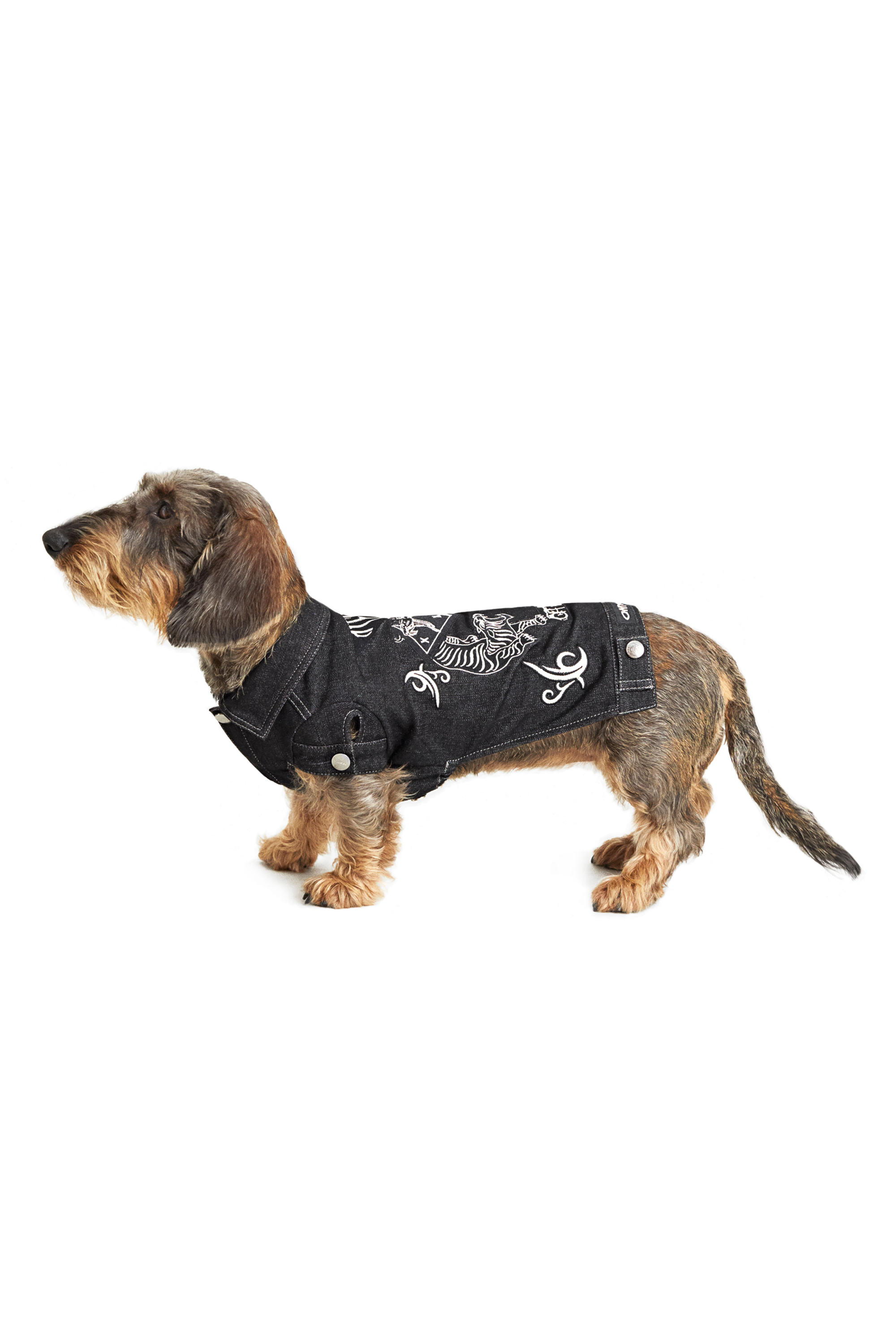 Diesel - PET-TIGERS, Negro - Image 4